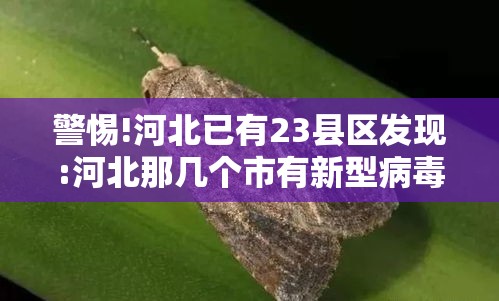 警惕!河北已有23县区发现:河北那几个市有新型病毒感染了 警惕!河北已有23县区发现:河北那几个市有新型病毒感染了