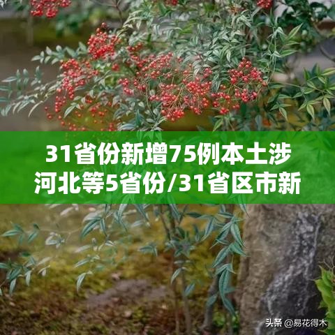31省份新增75例本土涉河北等5省份/31省区市新增确诊33例 含本土17例河北 31省份新增75例本土涉河北等5省份/31省区市新增确诊33例 含本土17例河北