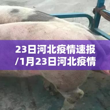23日河北疫情速报/1月23日河北疫情报告