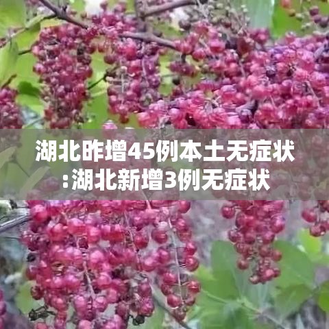 湖北昨增45例本土无症状:湖北新增3例无症状 湖北昨增45例本土无症状:湖北新增3例无症状