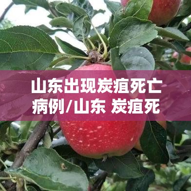 山东出现炭疽死亡病例/山东 炭疽死亡 山东出现炭疽死亡病例/山东 炭疽死亡