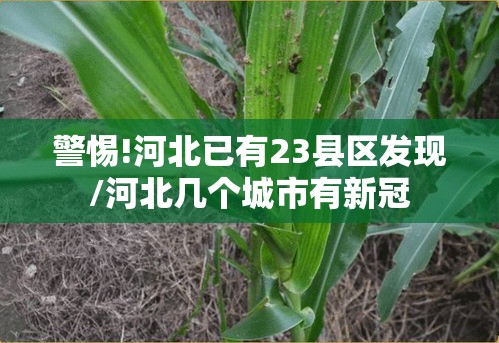 警惕!河北已有23县区发现/河北几个城市有新冠 警惕!河北已有23县区发现/河北几个城市有新冠