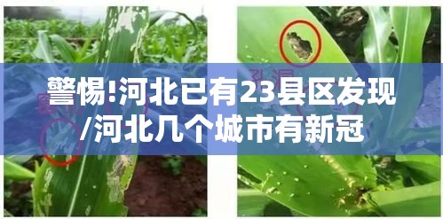 警惕!河北已有23县区发现/河北几个城市有新冠 警惕!河北已有23县区发现/河北几个城市有新冠