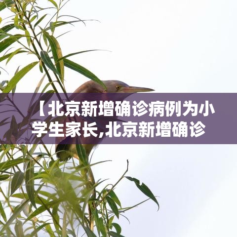 【北京新增确诊病例为小学生家长,北京新增确诊病例为小学生家长感染】 【北京新增确诊病例为小学生家长,北京新增确诊病例为小学生家长感染】
