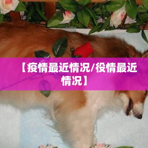 【疫情最近情况/役情最近情况】 【疫情最近情况/役情最近情况】