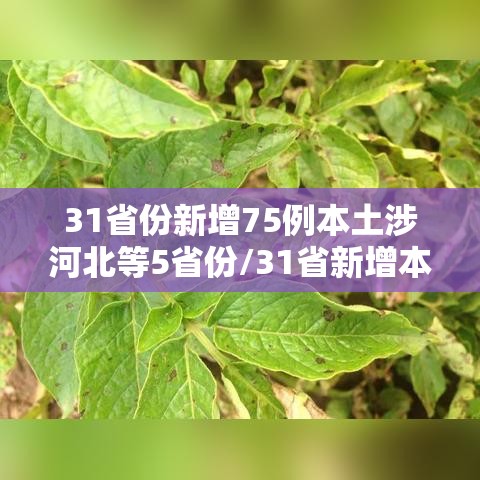 31省份新增75例本土涉河北等5省份/31省新增本土52例 河北51例