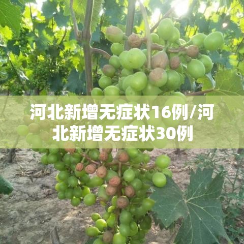 河北新增无症状16例/河北新增无症状30例 河北新增无症状16例/河北新增无症状30例