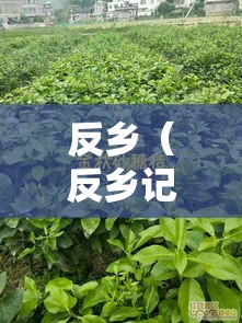 反乡（反乡记在线观看）