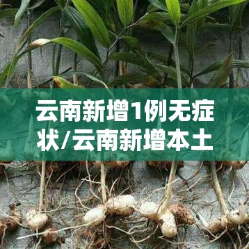云南新增1例无症状/云南新增本土确诊病例7例,无症状感染者3例 云南新增1例无症状/云南新增本土确诊病例7例,无症状感染者3例