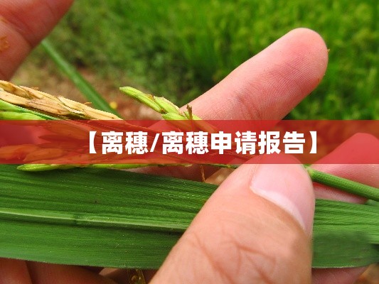 【离穗/离穗申请报告】 【离穗/离穗申请报告】