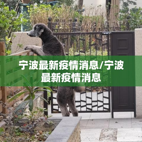 宁波最新疫情消息/宁波最新疫情消息