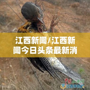 江西新闻/江西新闻今日头条最新消息