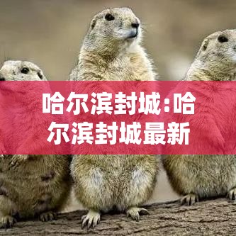 哈尔滨封城:哈尔滨封城最新通告 哈尔滨封城:哈尔滨封城最新通告